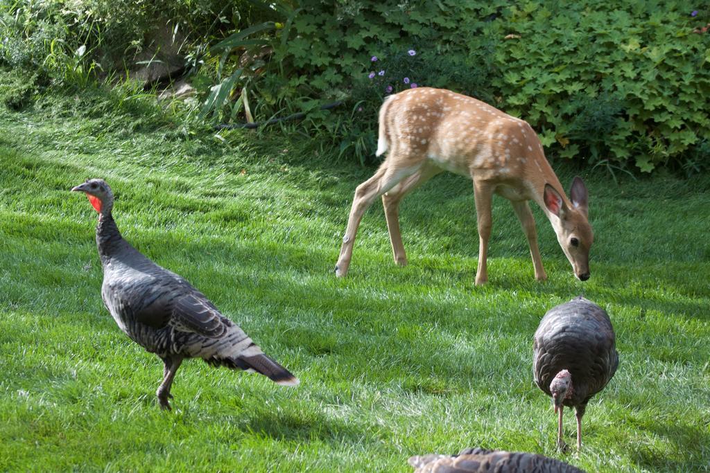 Windborne Bed & Breakfast Castlegar Extérieur photo